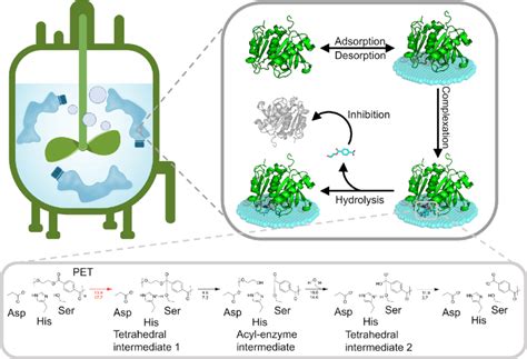 Structural insight into catalytic mechanism of PET hydrolase.